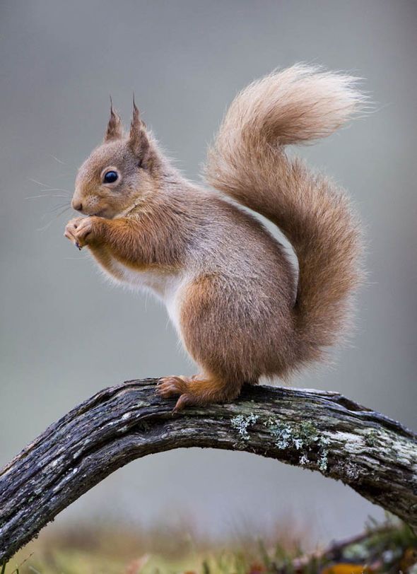 The Goldilocks Principle: why size and scale must be just right | The Dyson Blog